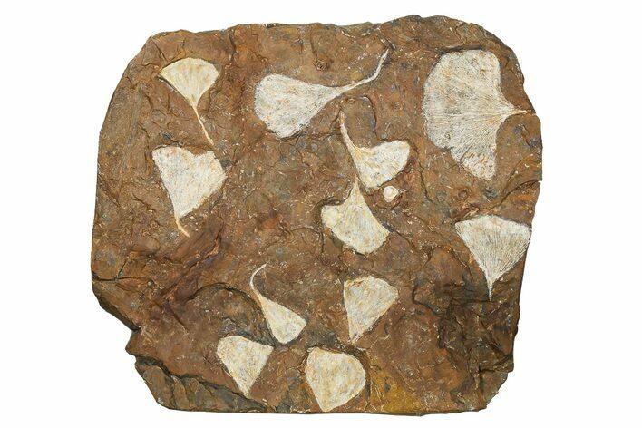 Eleven Fossil Ginkgo Leaves From North Dakota - Paleocene #262661